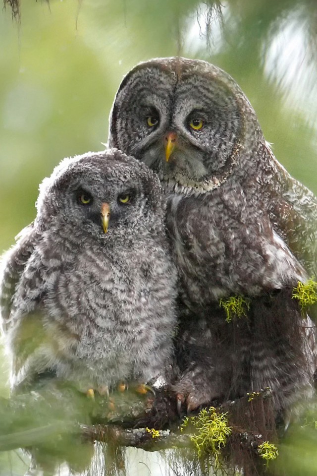 Owls iPhone Wallpaper Animal Photos Of Best Place To Find
