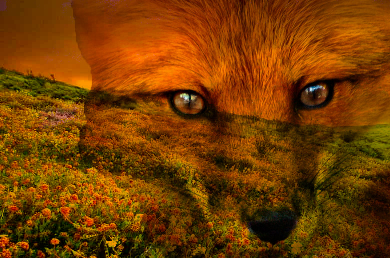Fox Desktop Background By Kinkaoru