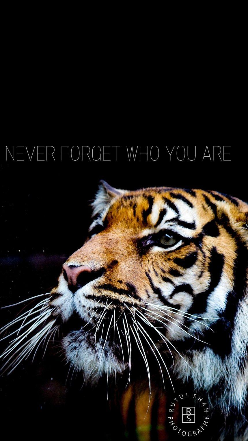 Never forget who you are tiger roar quotes wallpaper Tiger