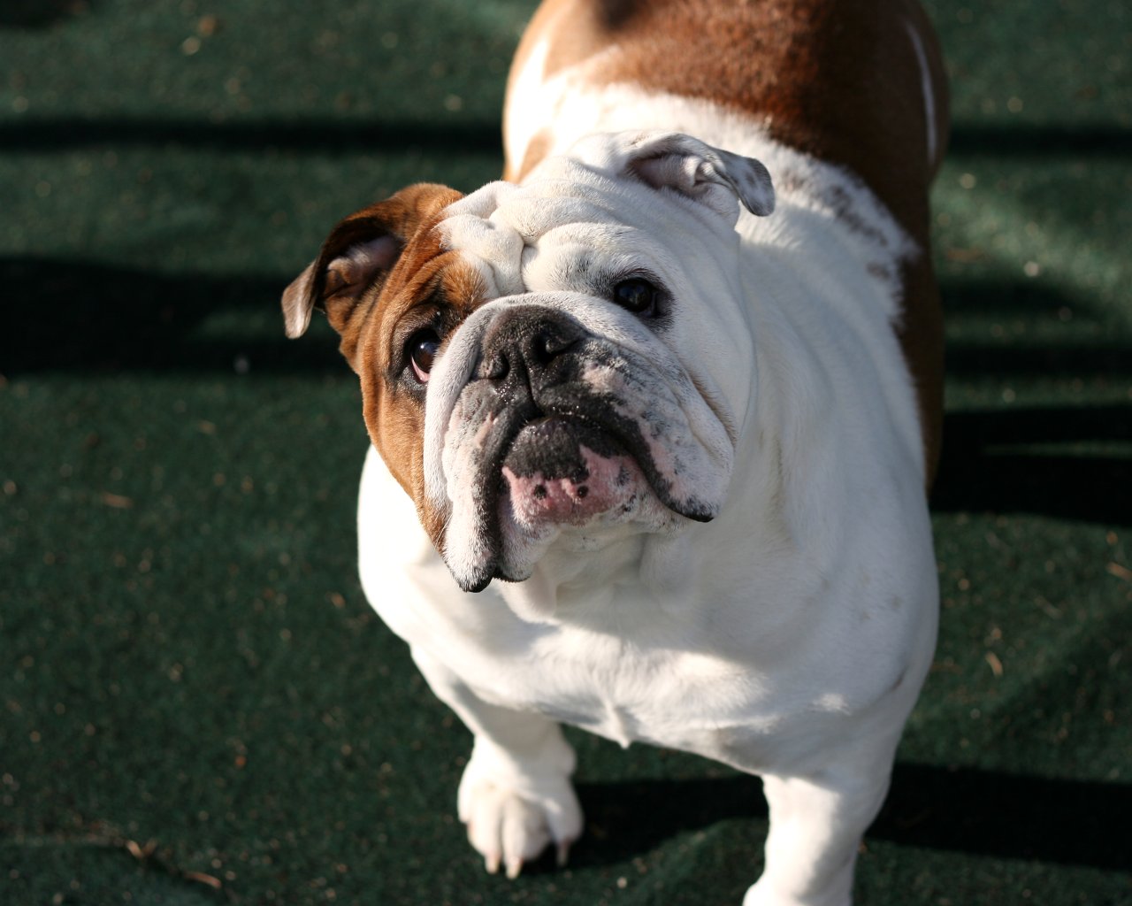 English Bulldog Wallpapers Pictures Breed Information