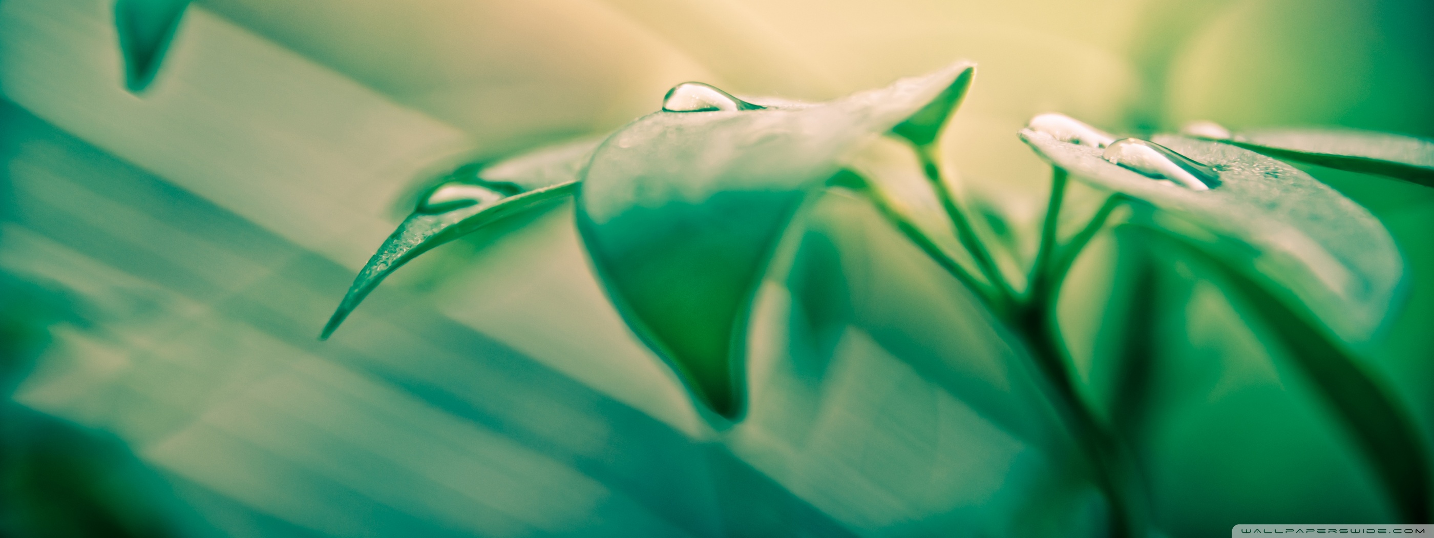 You Are Beautiful Ultra HD Wallpaper For 4k UHD Tv Desktop