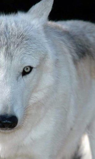 Wolf wallpapers : Wolves Wallpapers APK for Android Download
