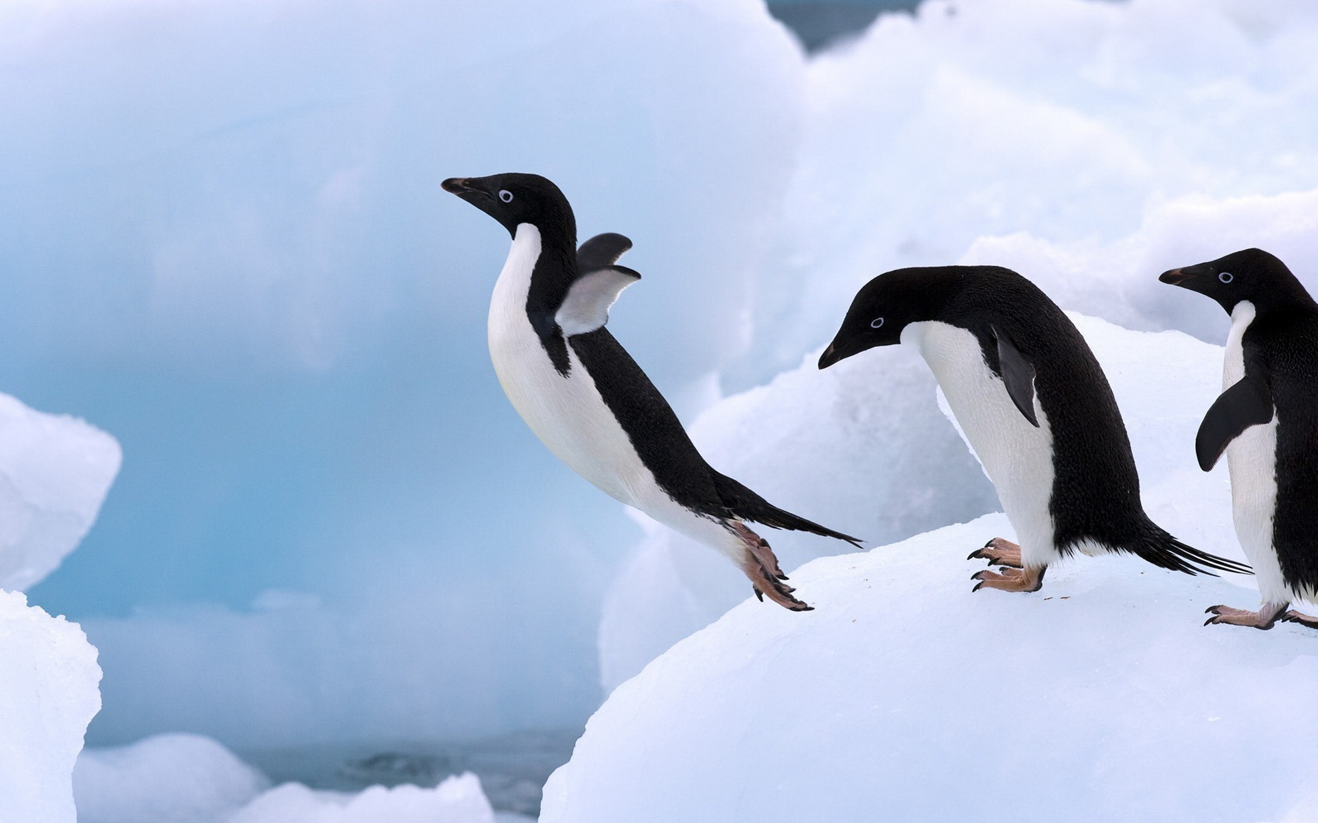 Penguin Jump Wallpaper
