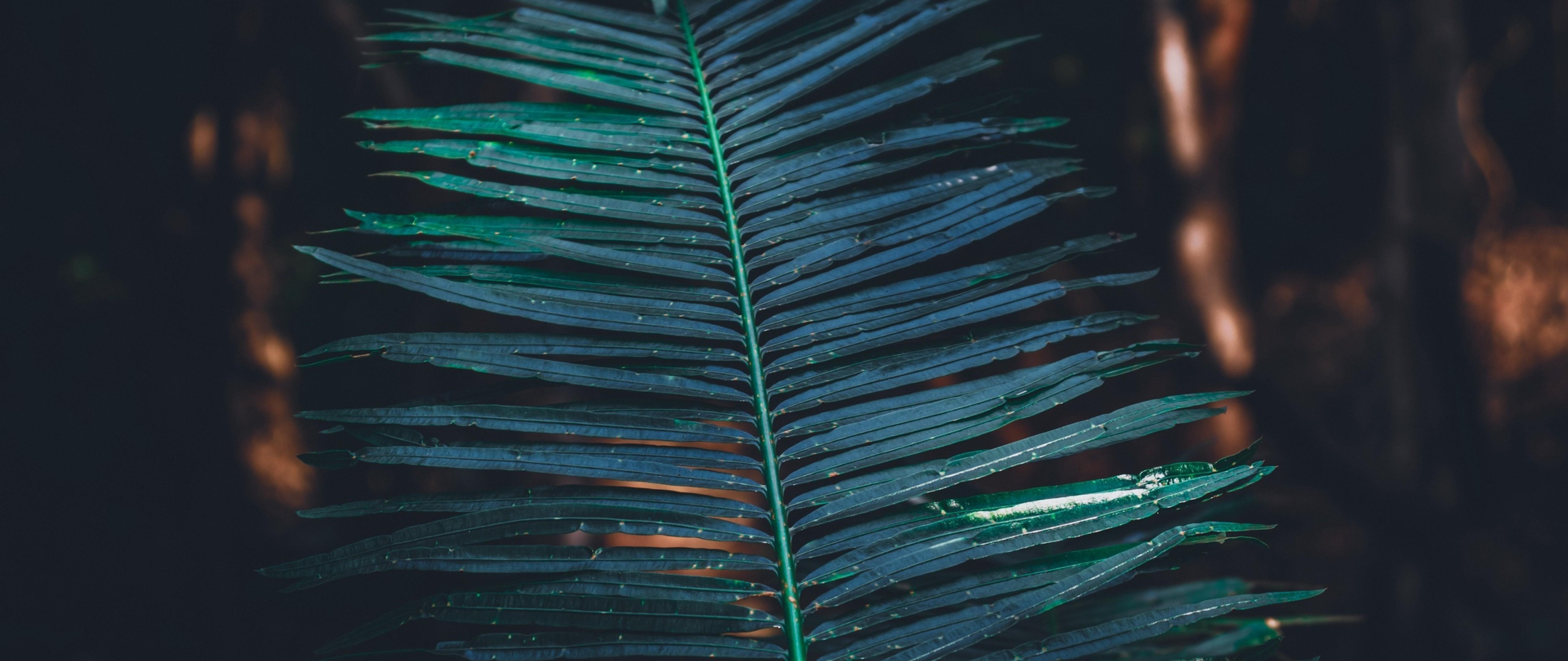 Carved Tropical Leaves HD Wallpaper 4k Ultra Wide Tv
