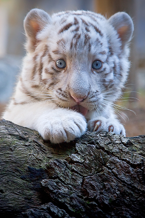 Beautiful White Tiger Cubs Wallpaper Global Wallpapers 500x750