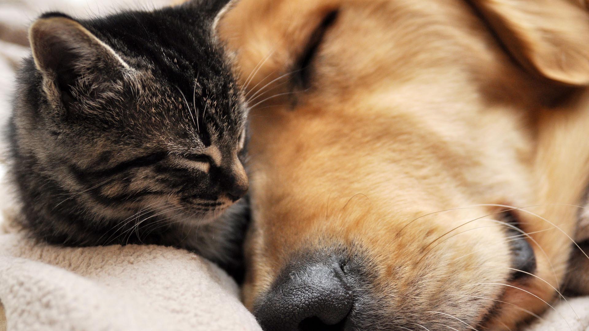 Pics Photos Ideal Of Cat And Dog Cats Dogs Wallpaper
