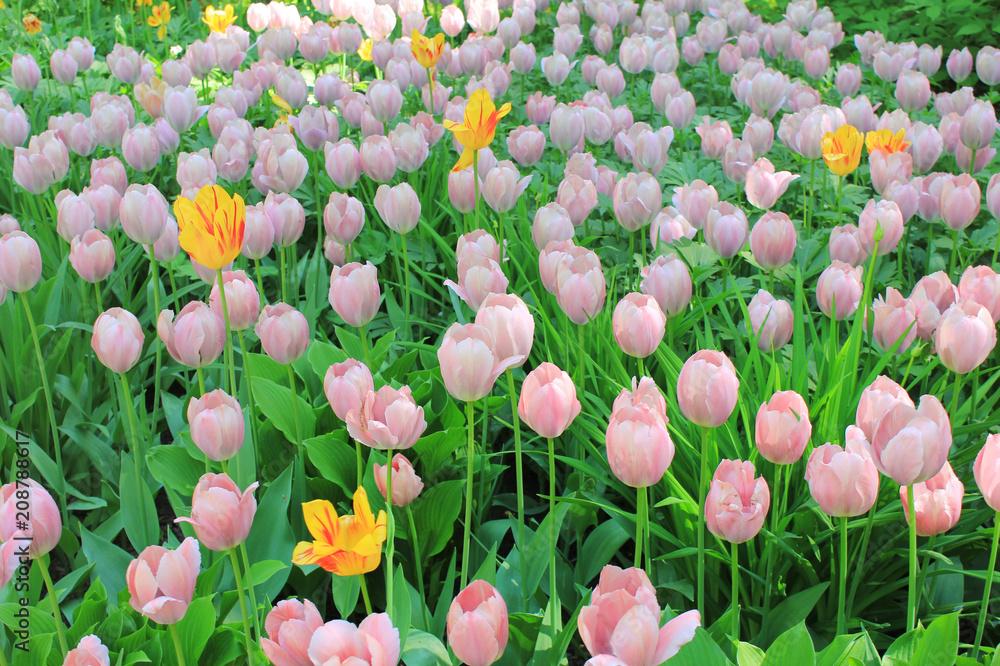 Tulip Flower Field And Garden Bed Nature Background With Soft