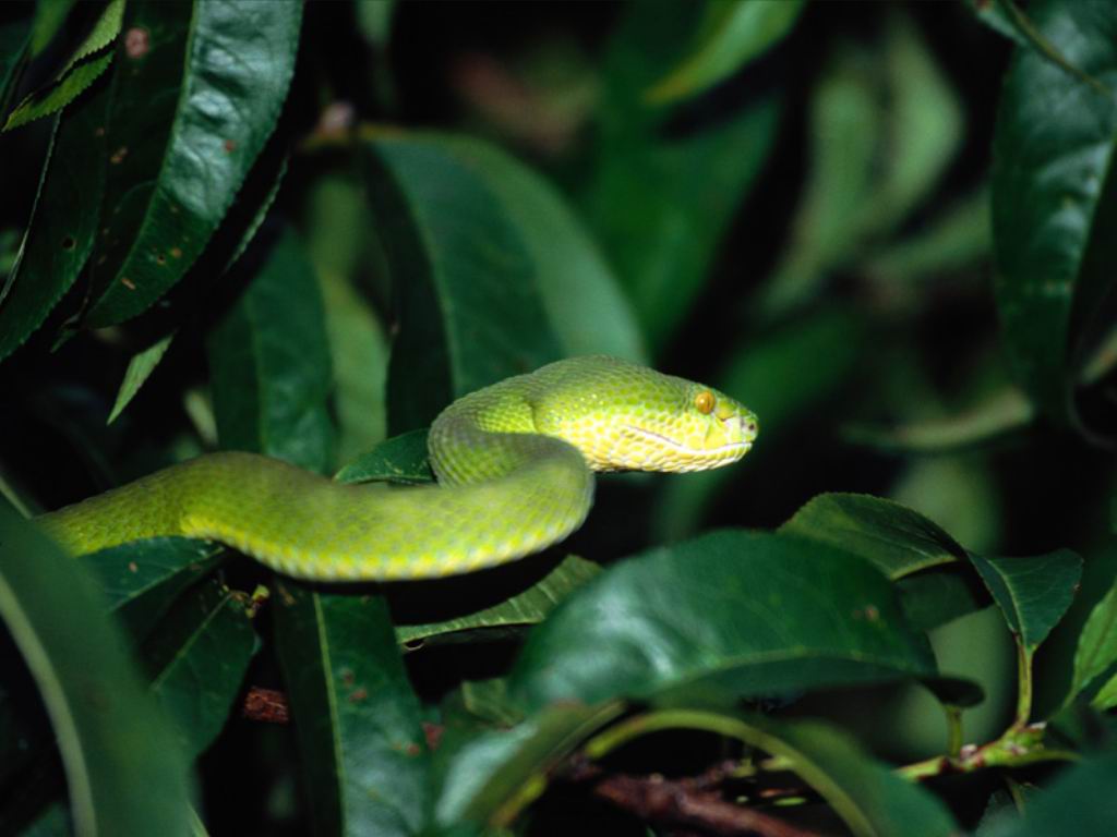 Free Snake Wallpapers   Snake Pictures   Snake Images Download