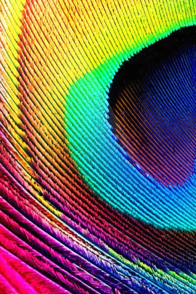 Peacock Feather iPhone HD Wallpaper