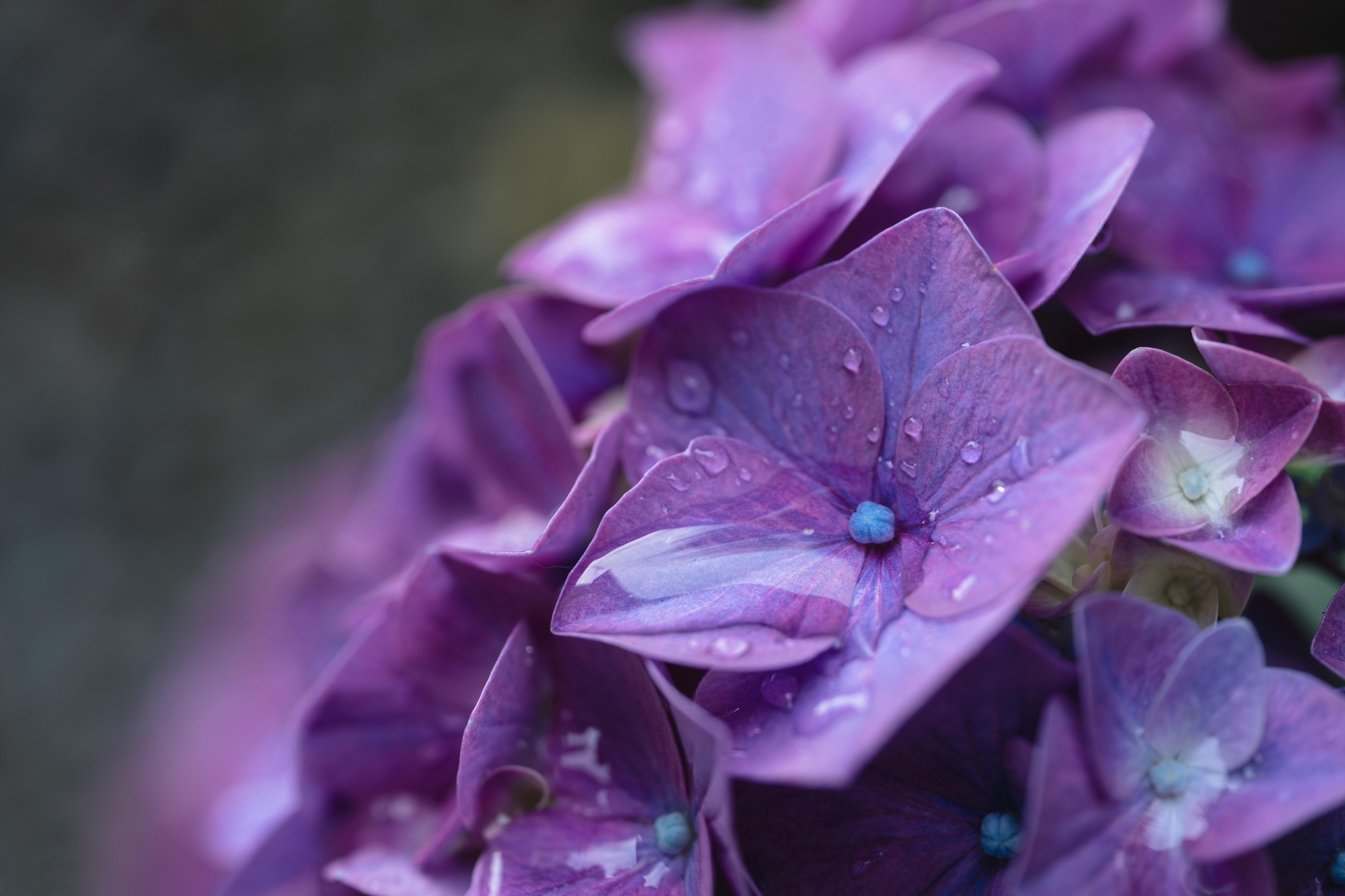 4k Purple Flower Wallpaper Background Image