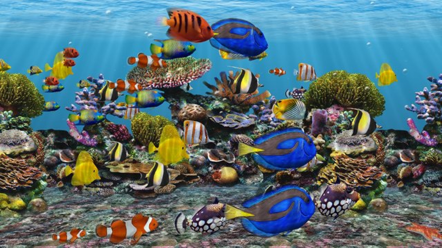 Aquarium Screensaver 3d Fish School Dvd For Tv