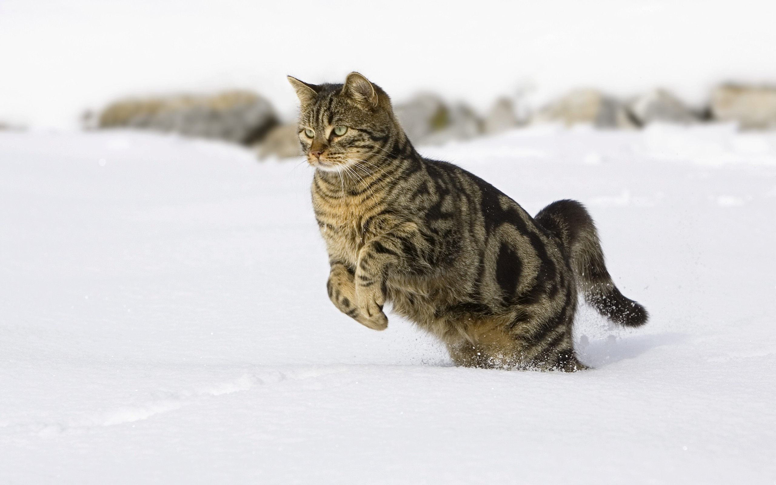 Cat running in the snow wallpaper 2560x1600 1726 WallpaperUP