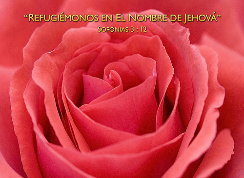 Yeartext Spanish Rose Its To Share An