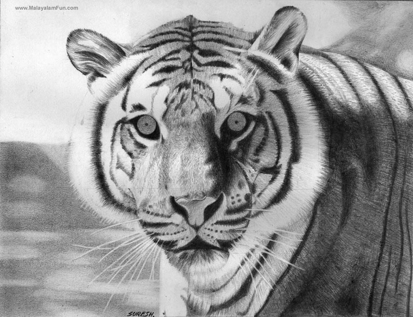 Free download drawing painting sketches of our national animal tiger  Wallpapers [850x653] for your Desktop, Mobile & Tablet | Explore 48+  Wallpaper Drawing Cute Art | Pencil Drawing Wallpaper, HD Animal Drawing