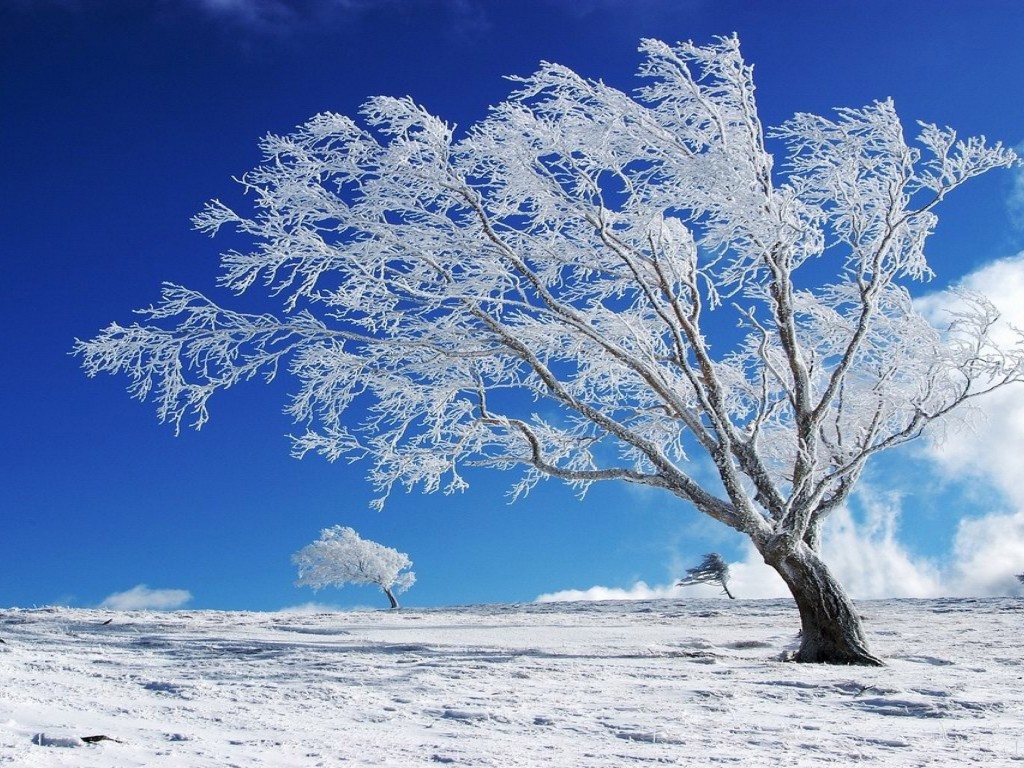 Beautiful Background Winter Snow Tree HD Wallpaper