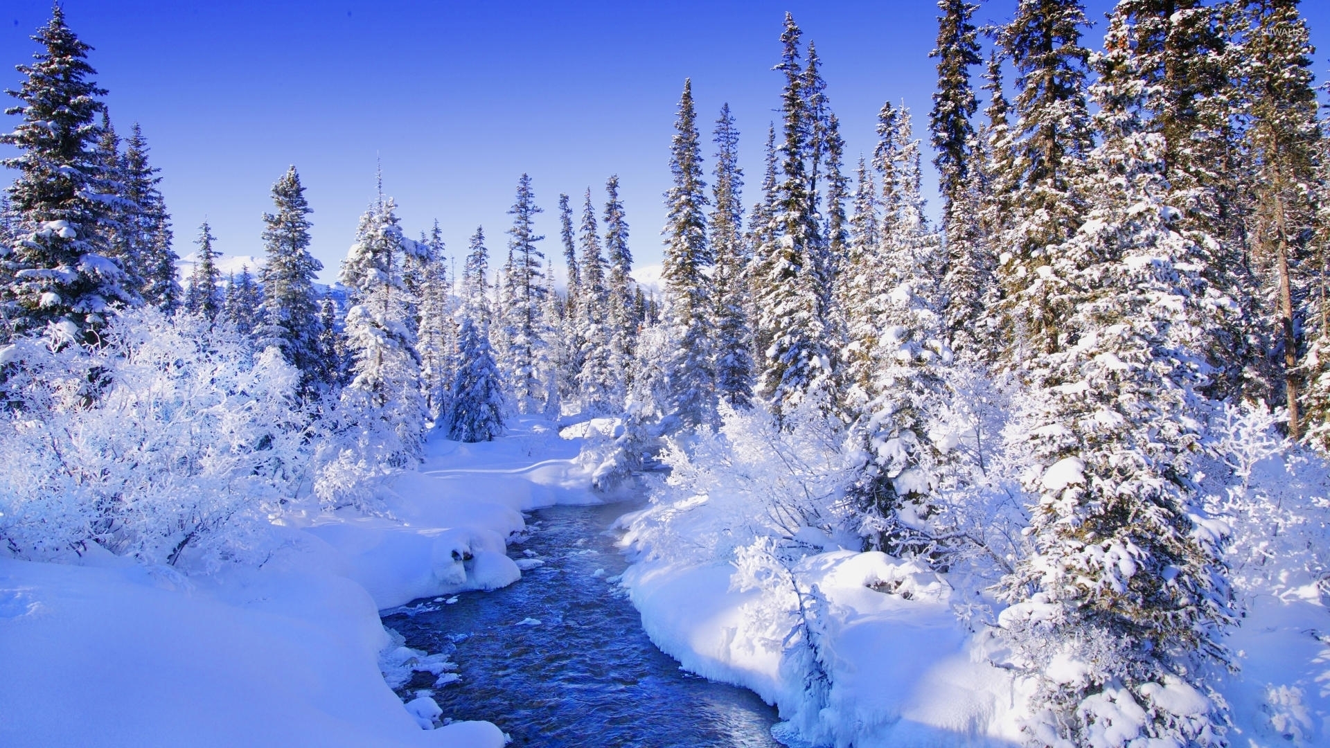 Steamy river by the snowy forest wallpaper   Nature wallpapers 1920x1080