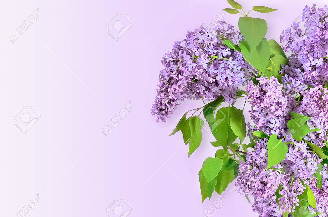 Beautiful Floral Spring Background With Lilac Flowers Bouquet