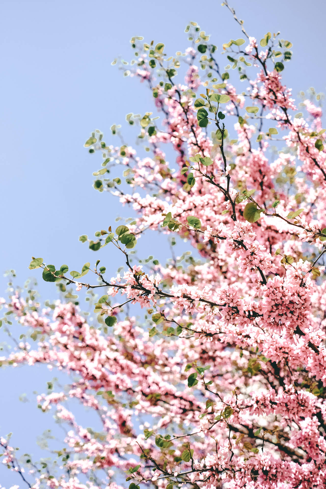 Pretty Pastel Pink Cherry Blossom Wallpaper
