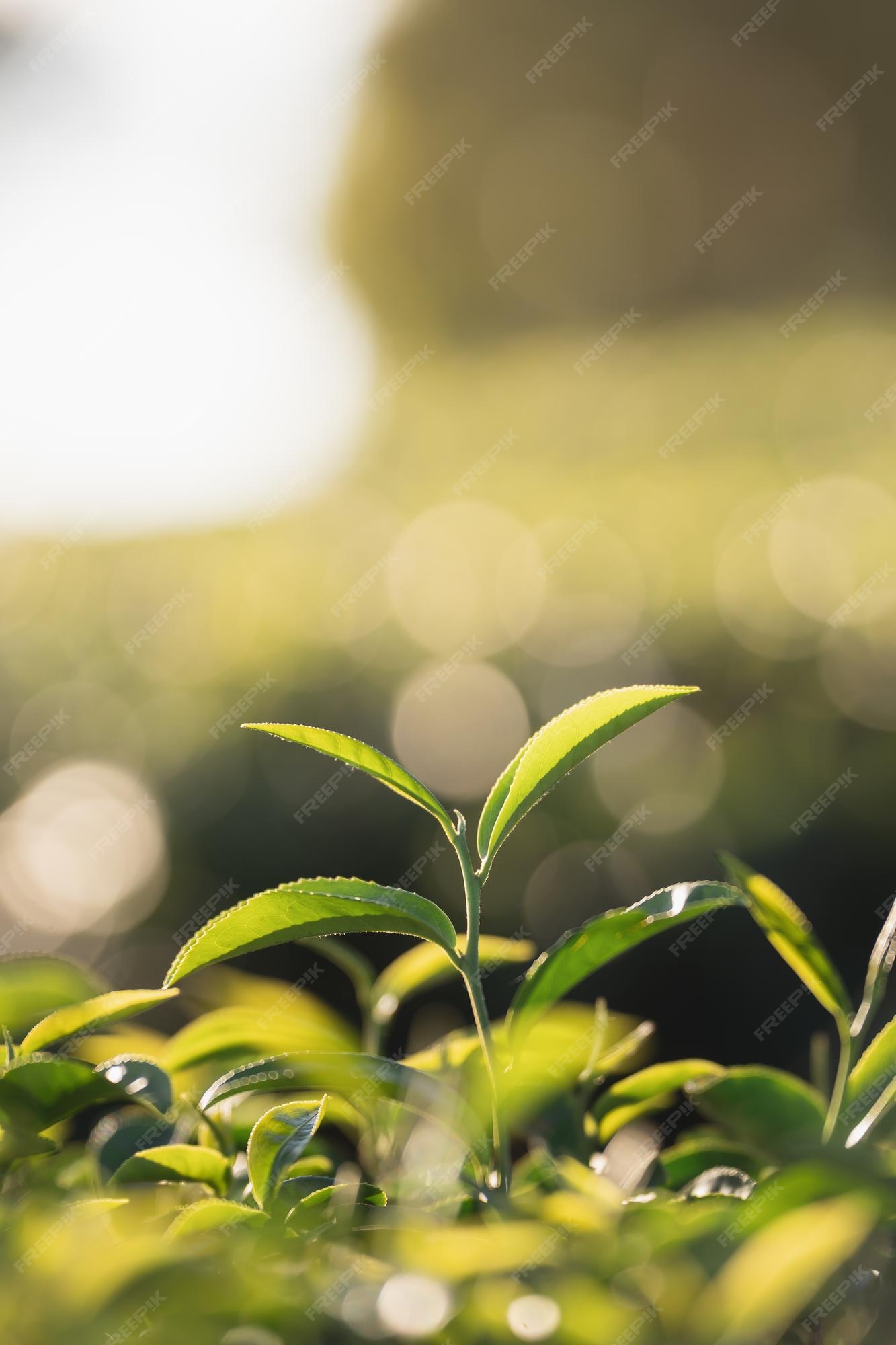Premium Photo Wallpaper