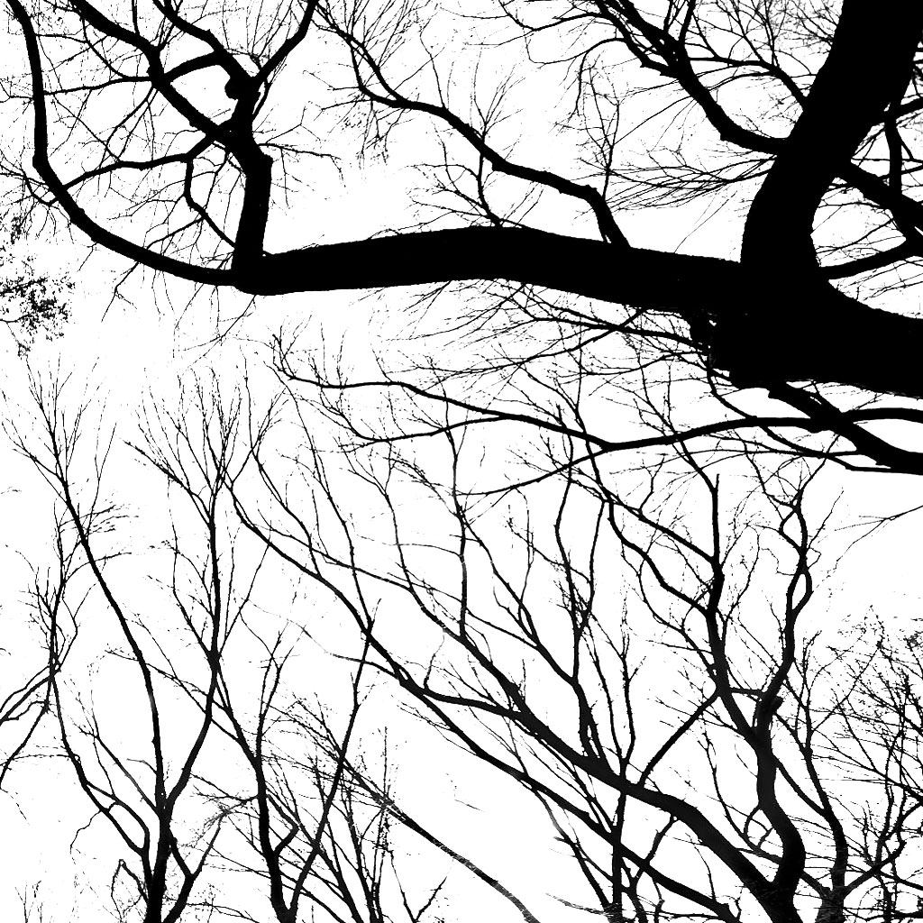 White Sky and Black Branches iPad wallpaper 1024x1024