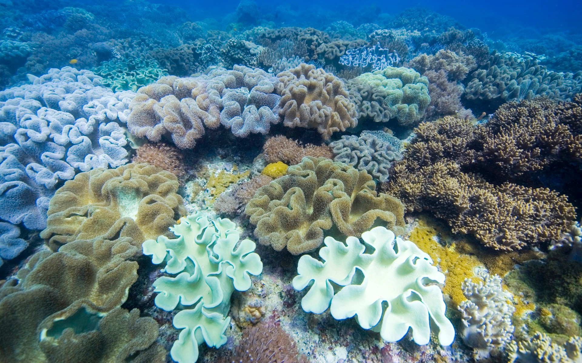 Ocean Coral Reefs Wallpaper