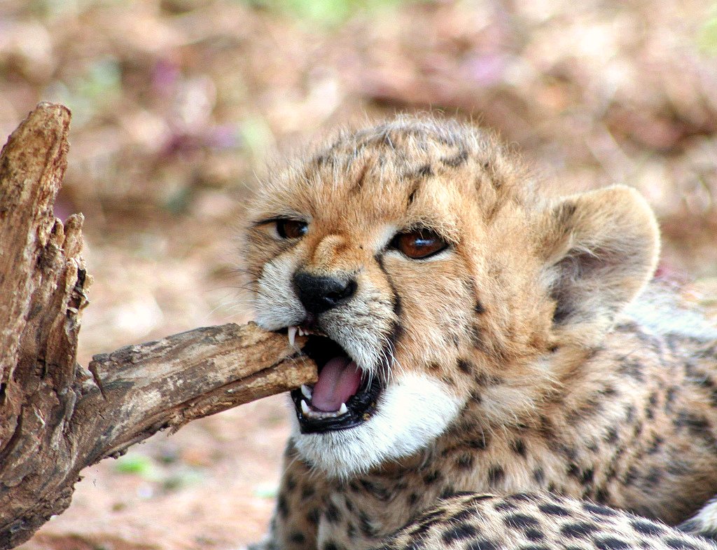 Baby Cheetah Cubs Cub Go Back