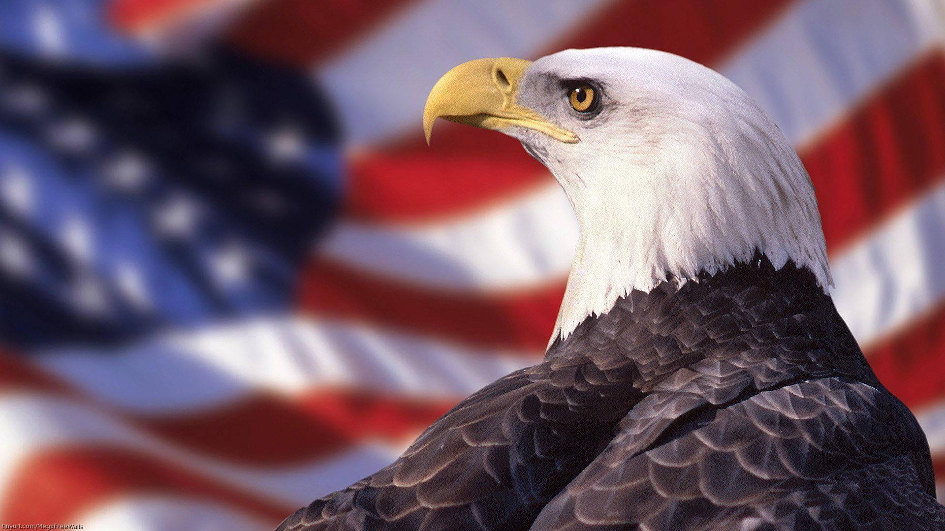 Us Eagle Wallpaper