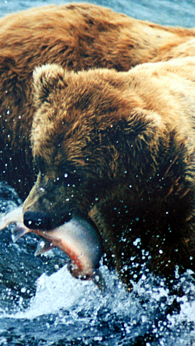 Brown Bear Grizzly 3wallpaper iPhone Les