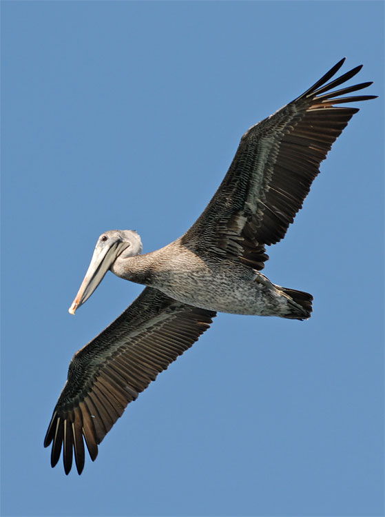 Pelicans Wallpaper Desktop Photos