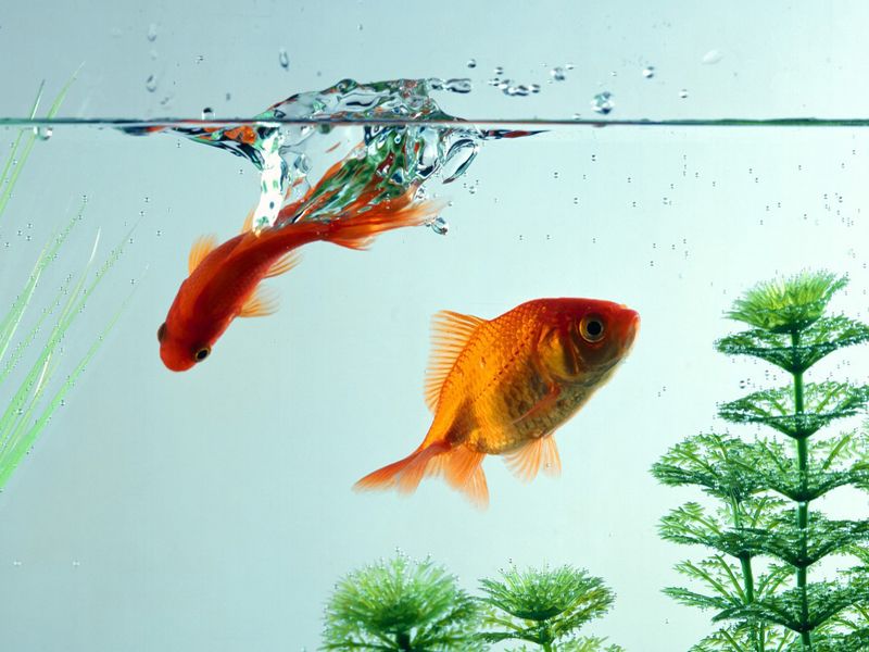 Goldfish Splash In Aquarium Wallpaper Fish