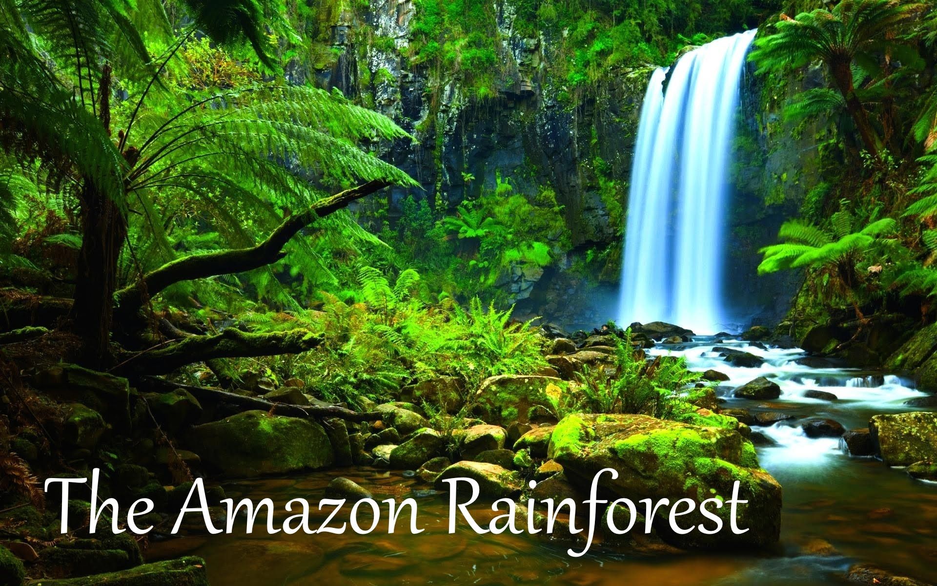 The Amazon Rainforest Facts HD Danger