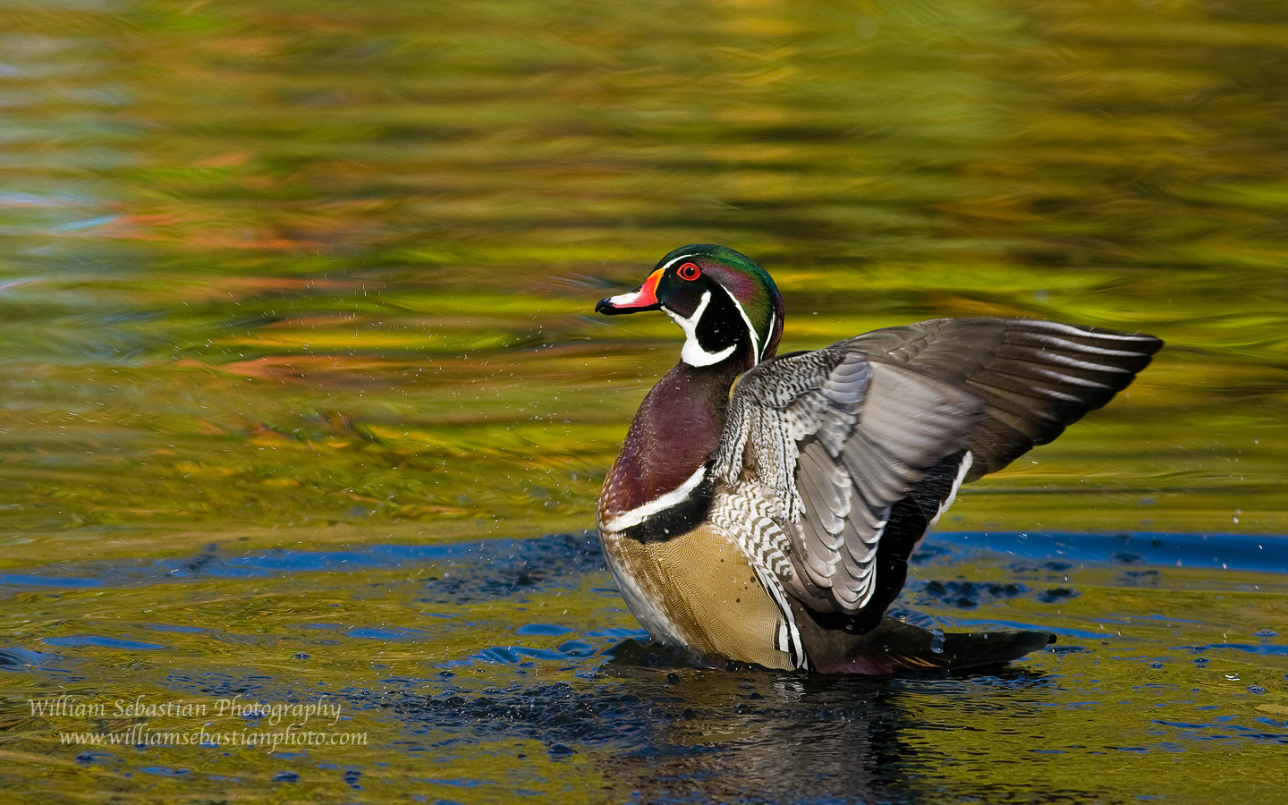 Wood Duck Wallpaper Live HD Hq Pictures Image Photos