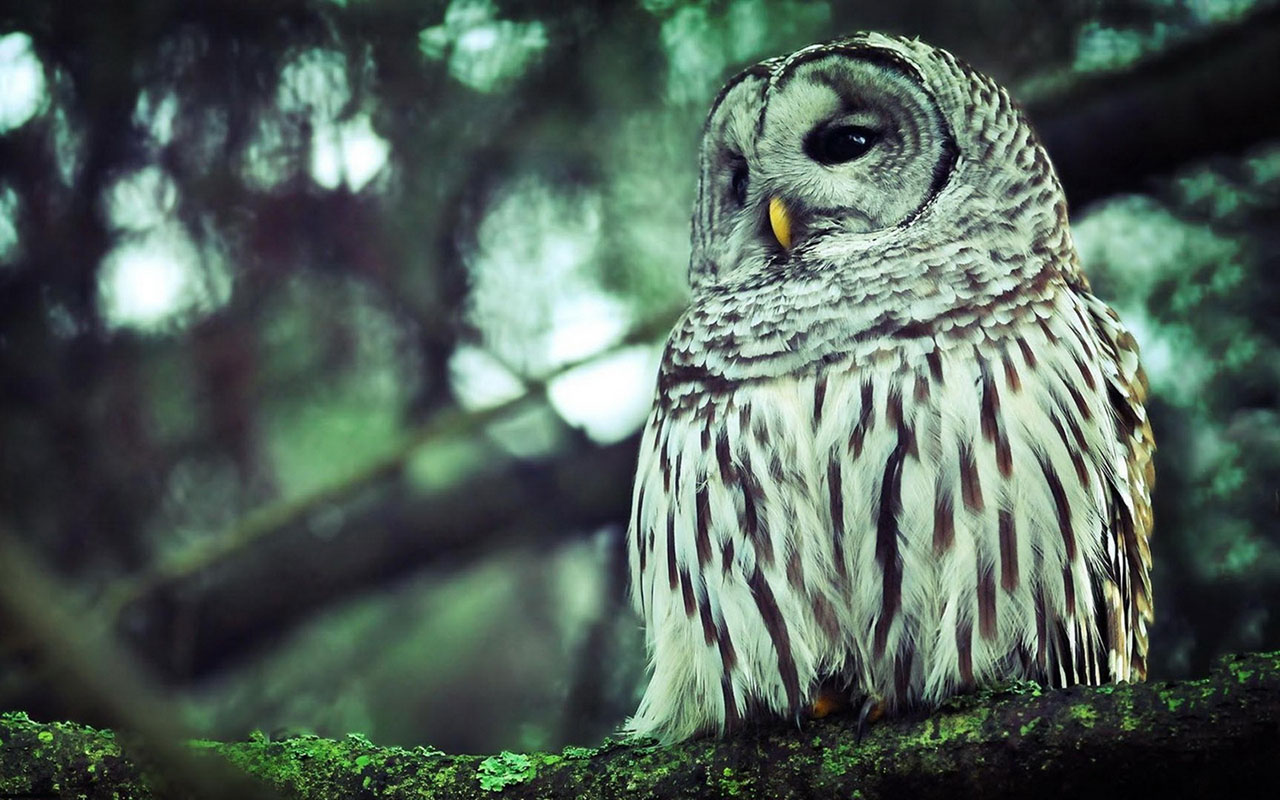 Owl Jungle Photography HD Wallpaper Animal