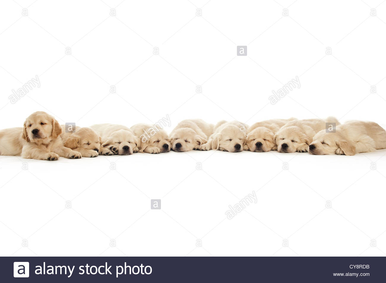 Golden Retriever Puppies Sleeping Isolated On A White Background