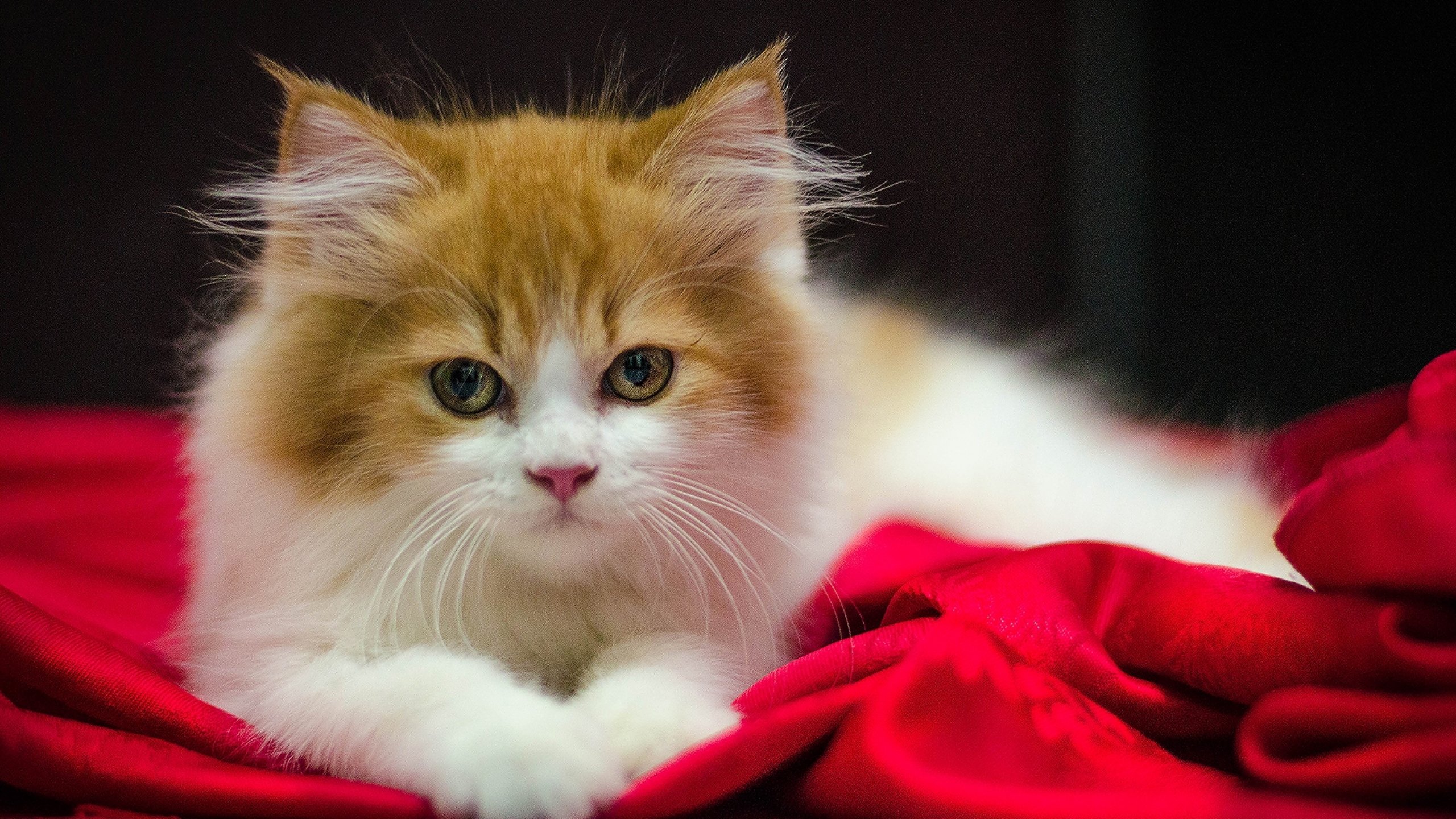 An adorable orange and white kitten lies on a red blanket, its captivating gaze fixed on something just beyond the frame. Perfect for kitty lovers
