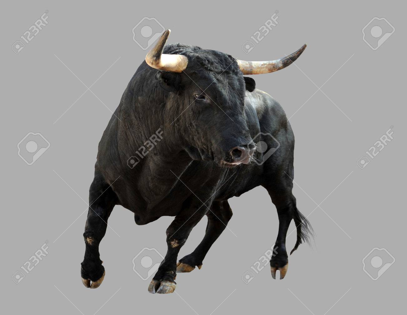 Black Bull On Isolated Gray Background Stock Photo Picture And