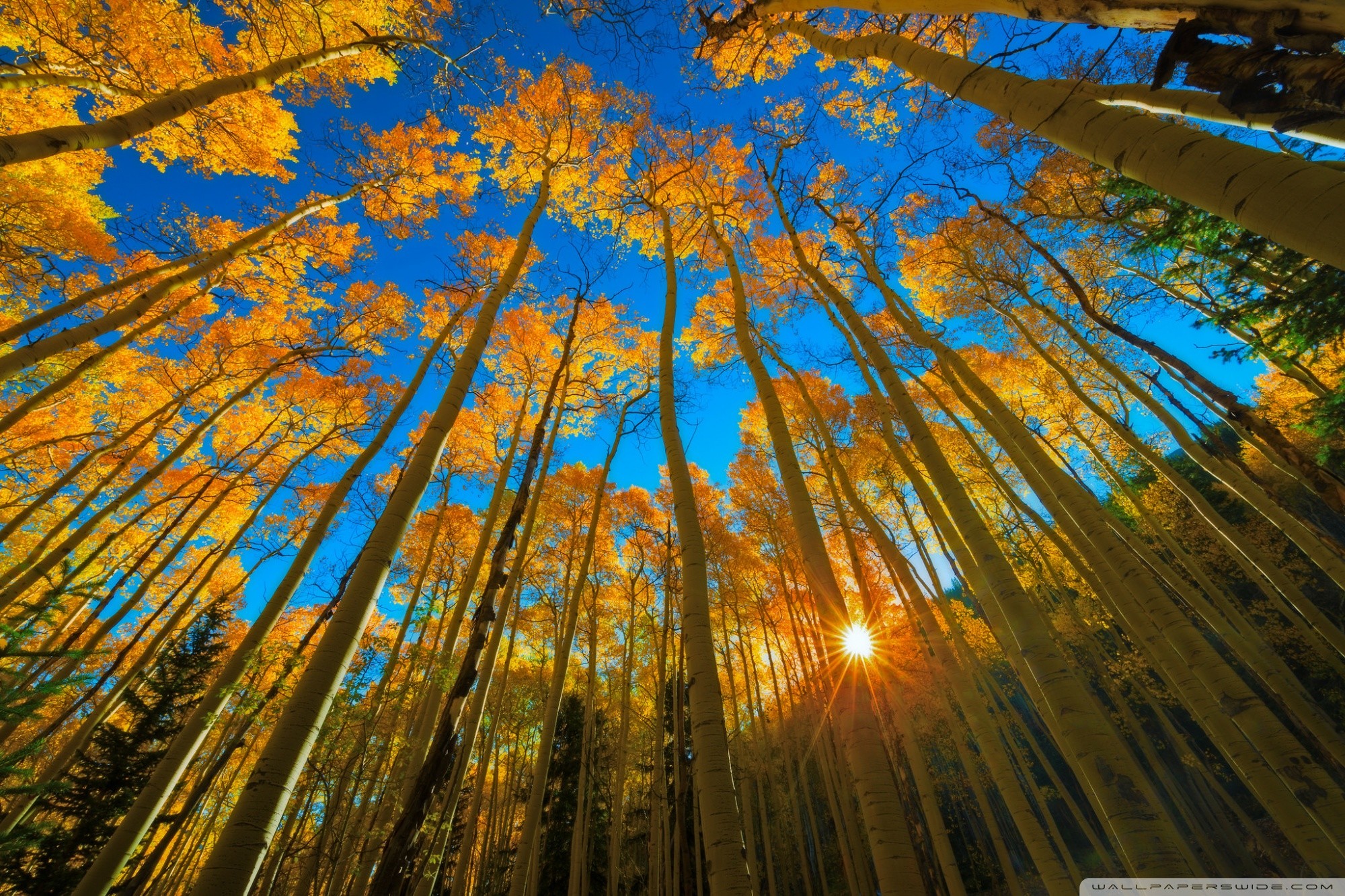 Early Fall Desktop Wallpaper