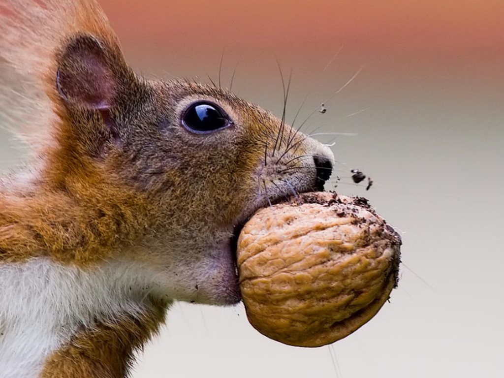 Amazingly Cute Squirrel Wallpapers Squirrel Food DesktopHive