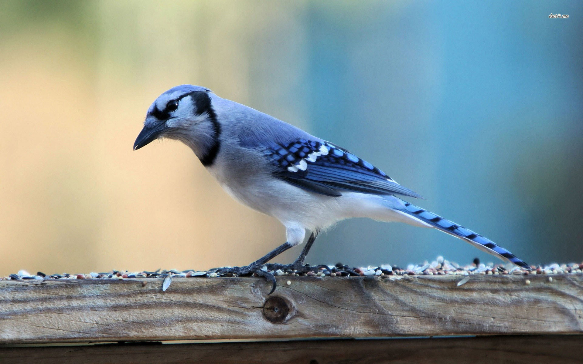 Blue Jay wallpapers HD free   361419