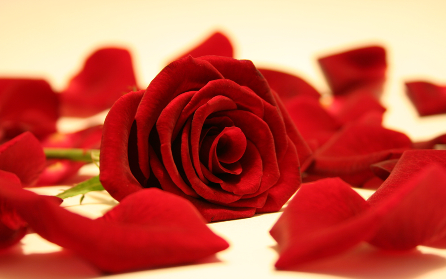 Red Rose Flowers Wallpaper