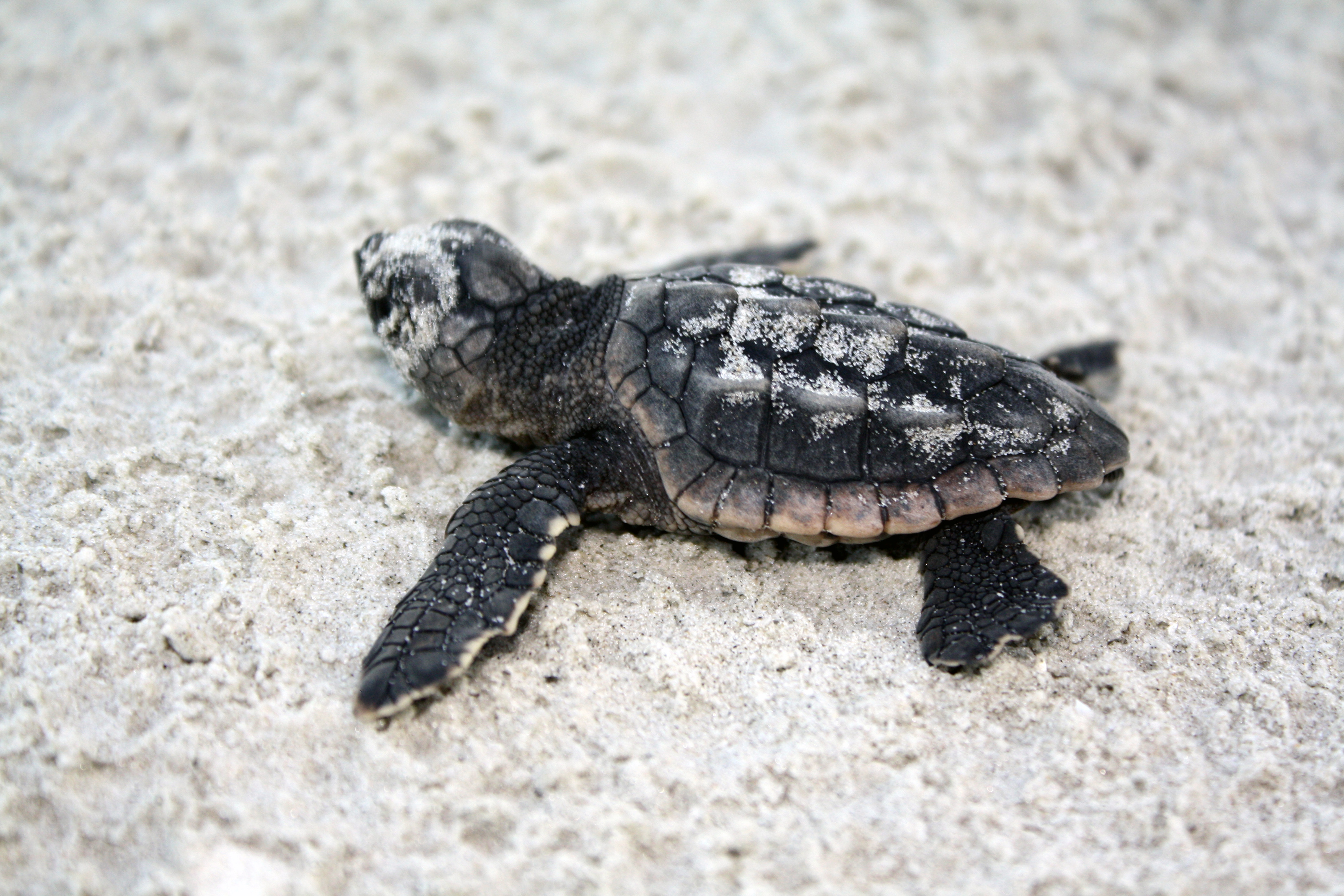 Baby Sea Turtle Pictures Find Nature Wallpaper