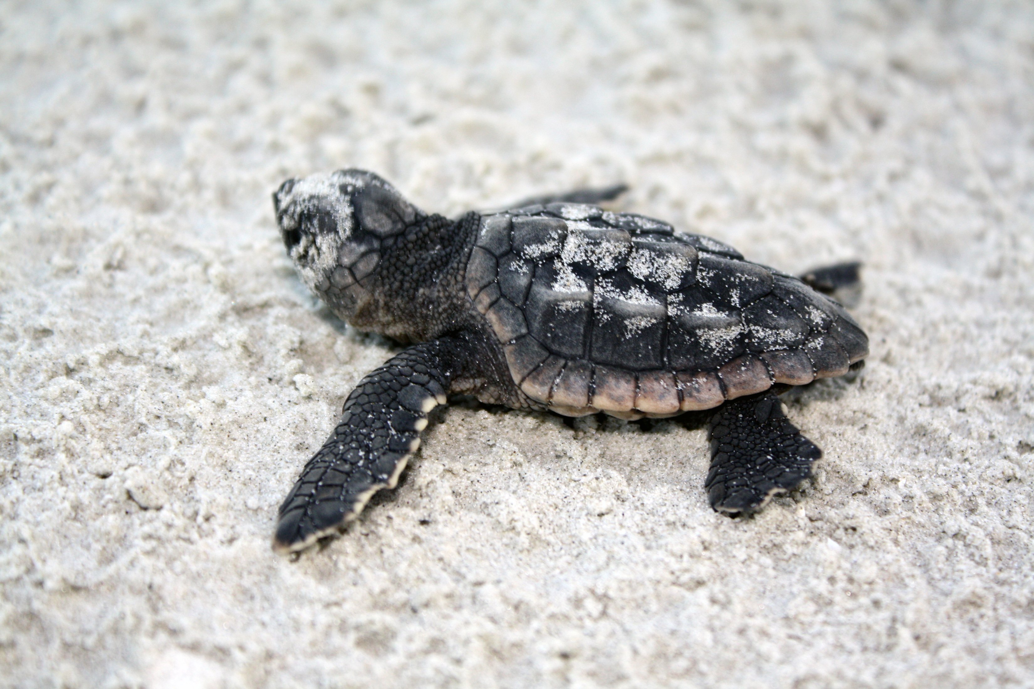  47 Baby Turtle Wallpaper  on WallpaperSafari