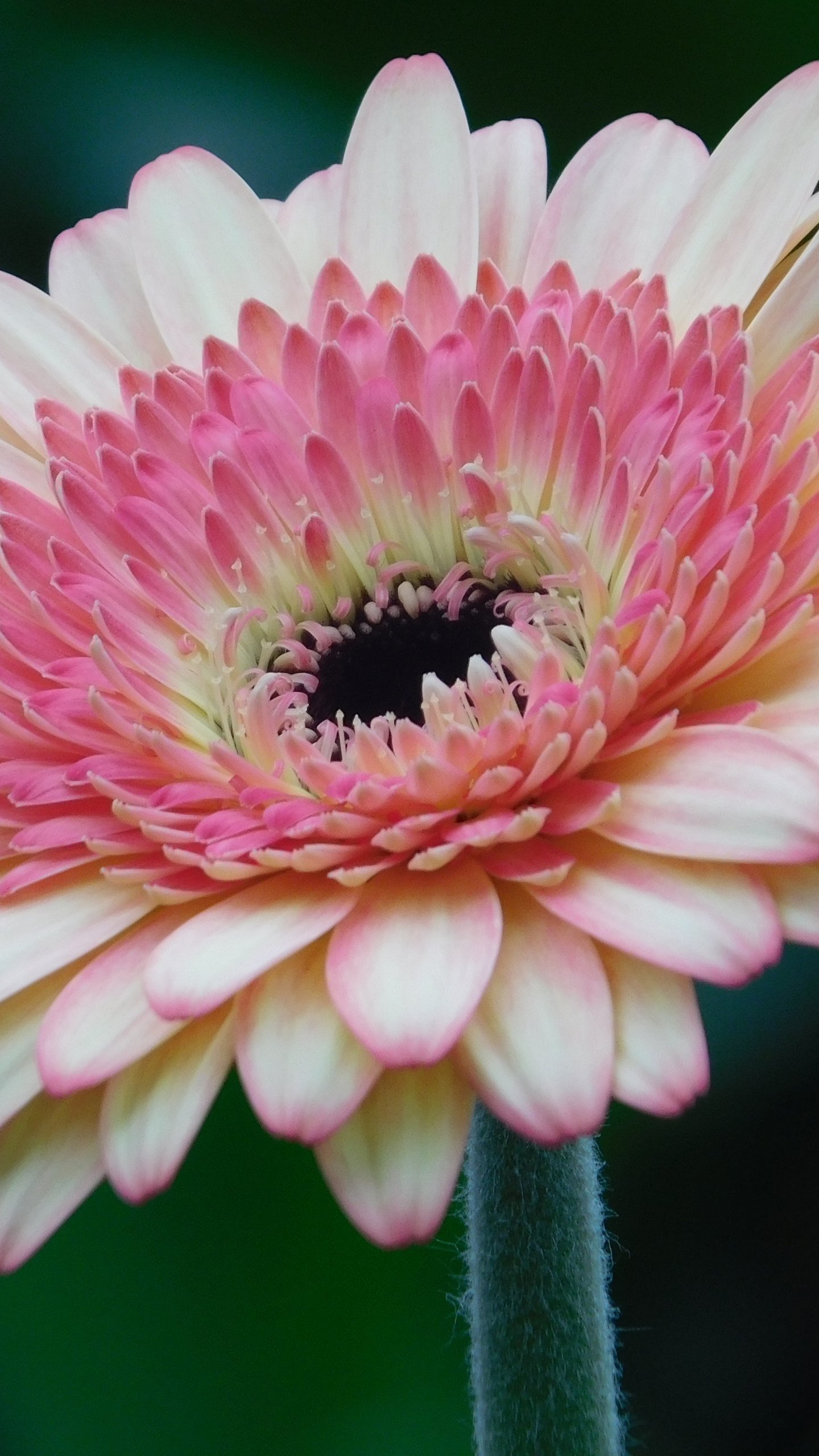 Free download Pink Gerbera Daisy Flower Wallpaper iPhone Android