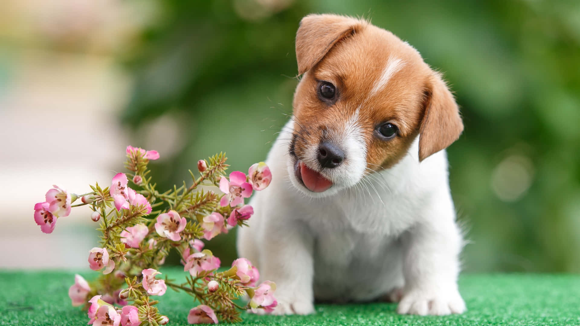 Pink Puppies Wallpaper
