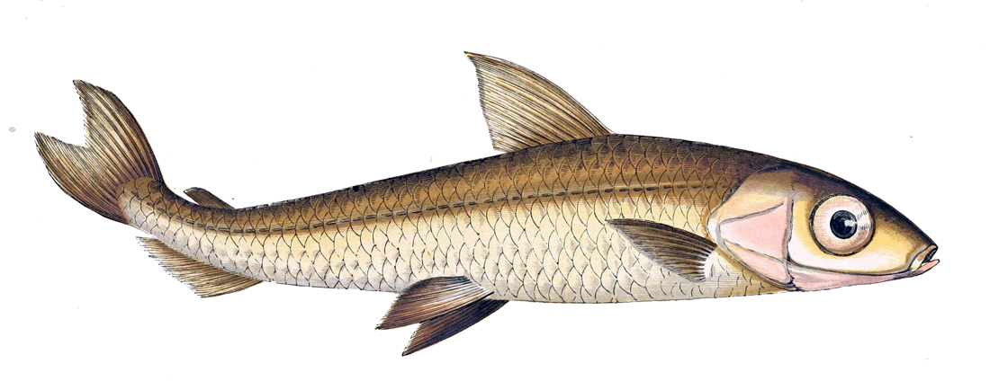 Herring Smelt Photos And Wallpaper