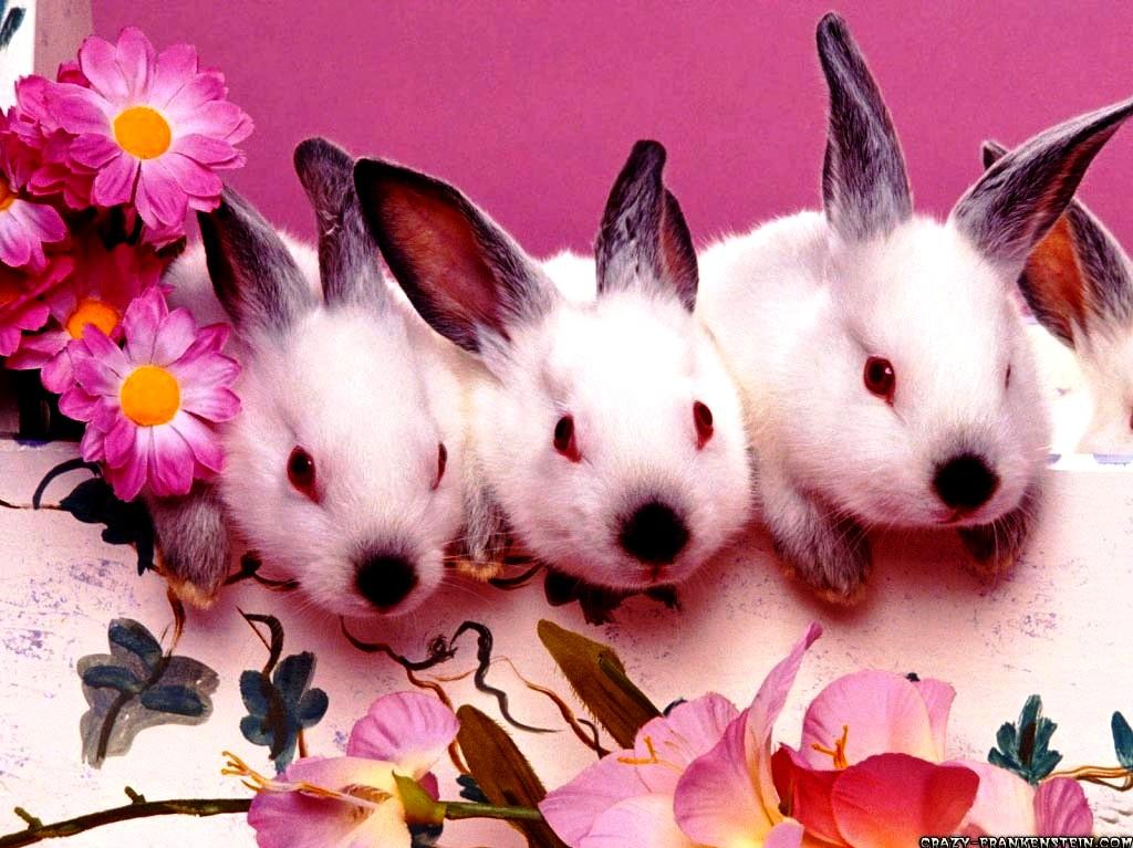 Easter Wallpaper For Puter Cute Bunnies