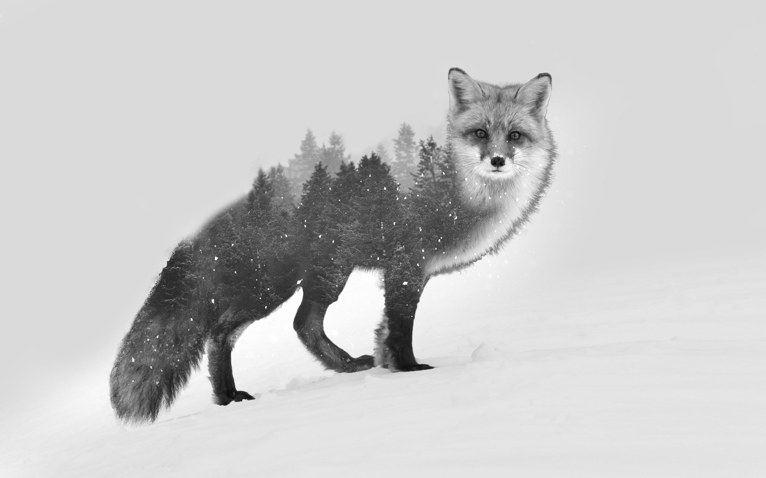 Snowy Wolf HD Wallpaper