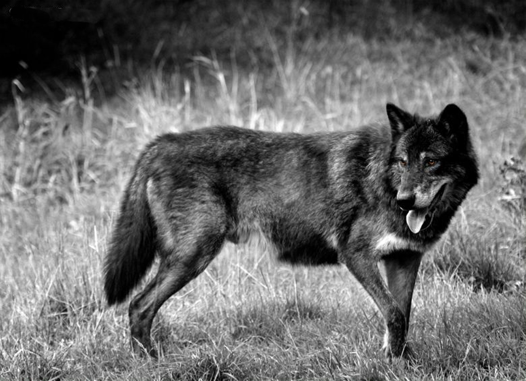 giant black timber wolf