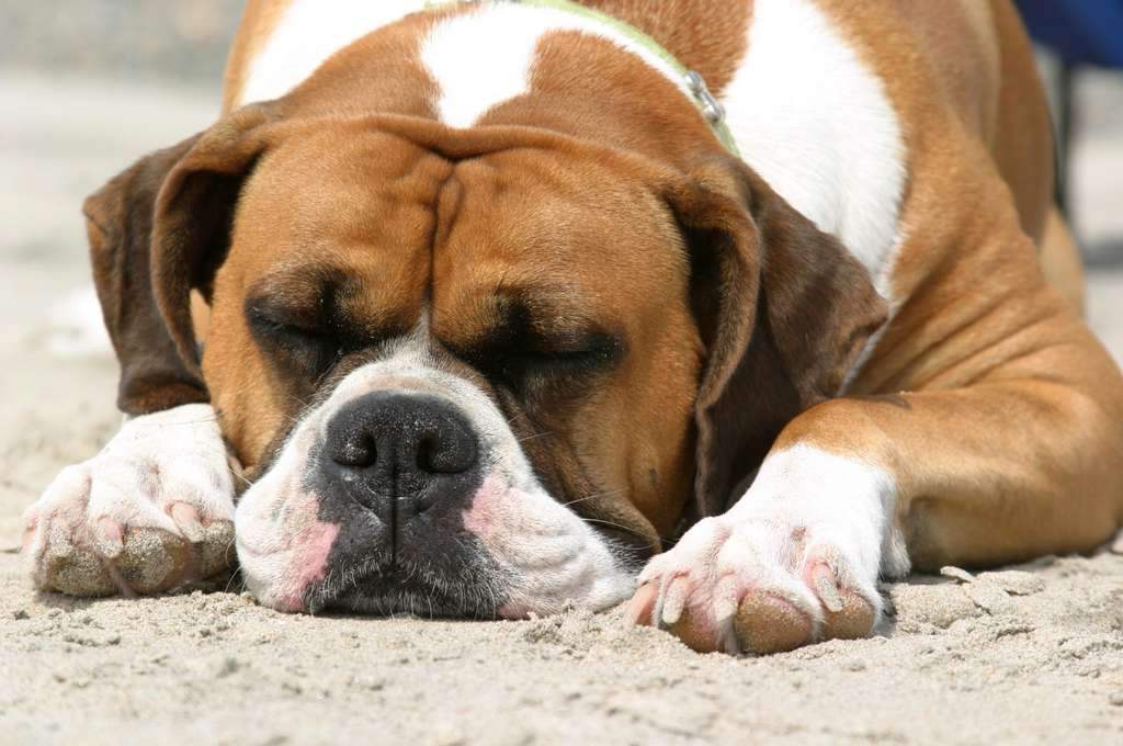Boxer Dog Sleeping On Sand Puppies Wallpaper Picture
