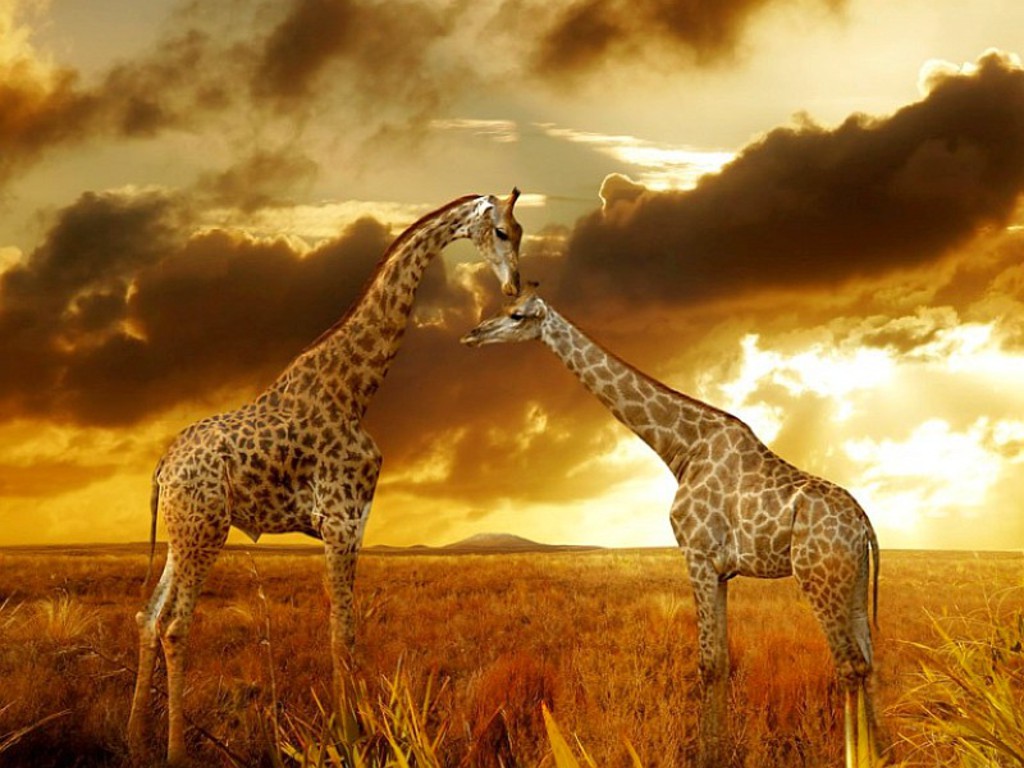 Safari Animals HD Wallpaper